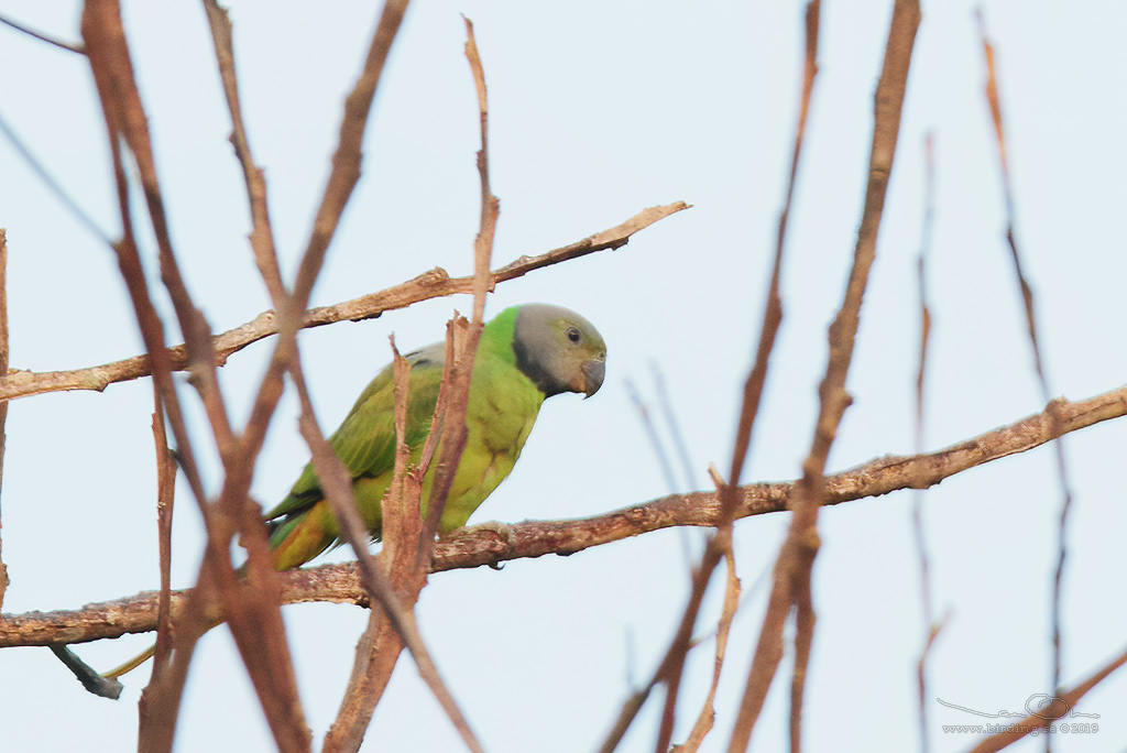 LAYARD'S PARAKEET (Psittacula calthrapae) - Stäng / close